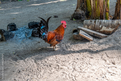 Obraz na płótnie piękny brązowy kogut (gallus domesticus) z kolorowymi [piórami spacerujący po zagrodzie w salonie