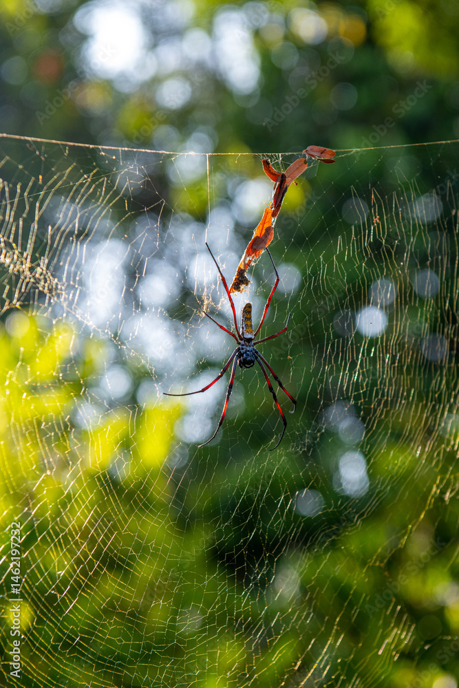 Nephila clavipes – gatunek pająka z rodziny prządkowatych (Nephilidae). czekający na uplecionej pajęczynie