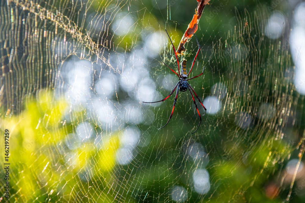 Nephila clavipes – gatunek pająka z rodziny prządkowatych (Nephilidae). Występuje w lasach tropikalnych. Cechą charakterystyczną pająków z rodzaju Nephila jest budowa dużych sieci łownych