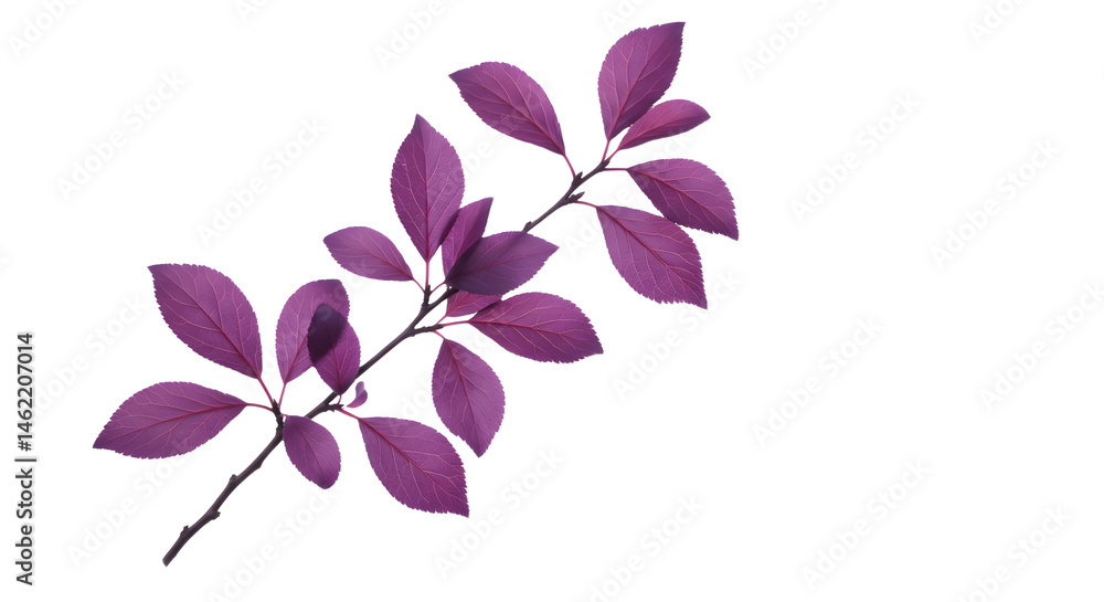 Deep purple leaves on a branch, isolated against a black background. Nature's elegant detail.