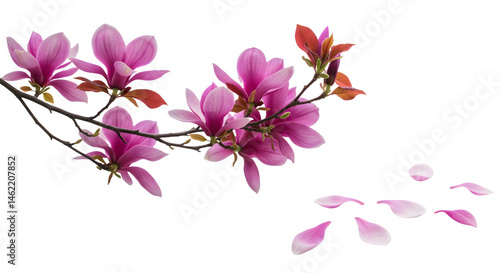Obraz na płótnie Delicate pink magnolia blossoms gently falling petals against a black background. w salonie