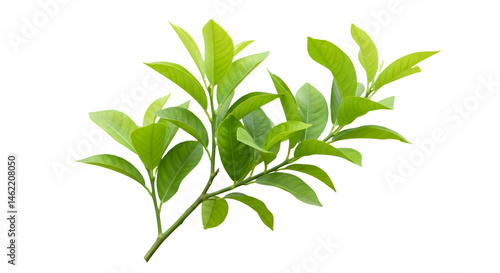 Vibrant green leaves on a branch, nature's beauty.