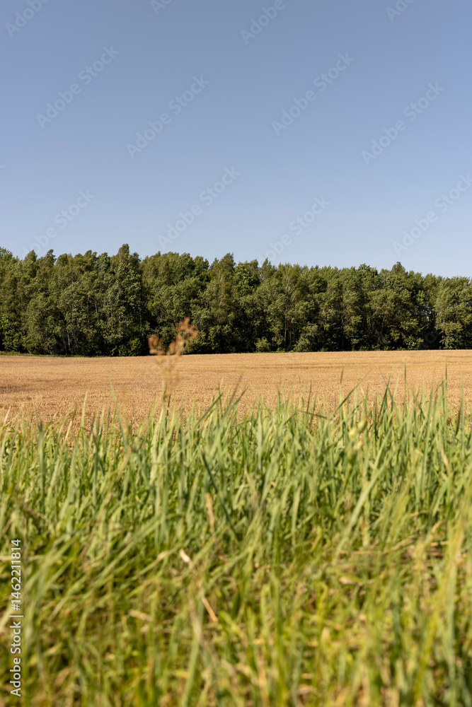 Obraz premium a field with ears of ripe wheat in windy weather, grass and forest