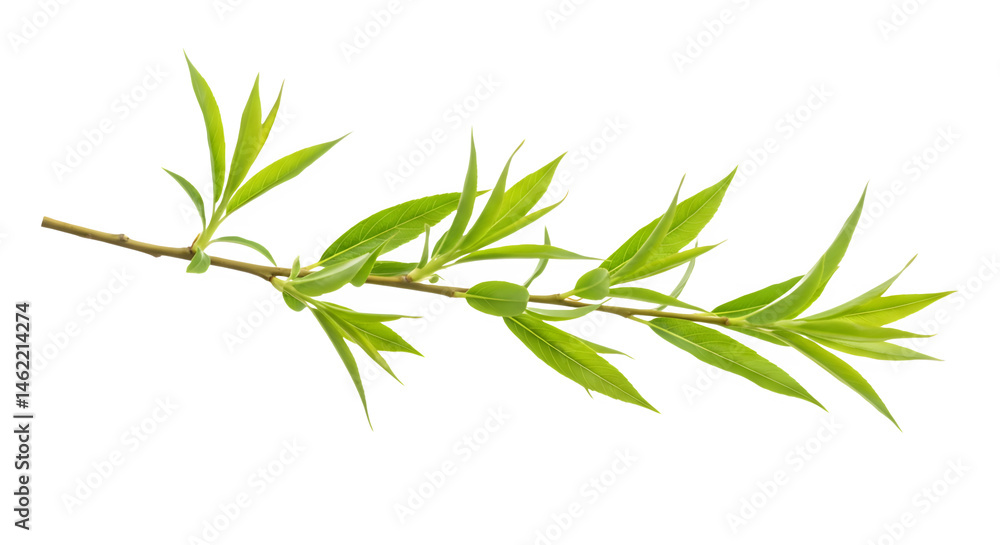 Vibrant green branch with delicate leaves against a black background.