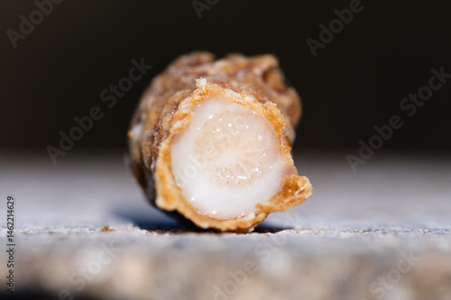 A honey bee larva floating in royal jelly in a queen cell