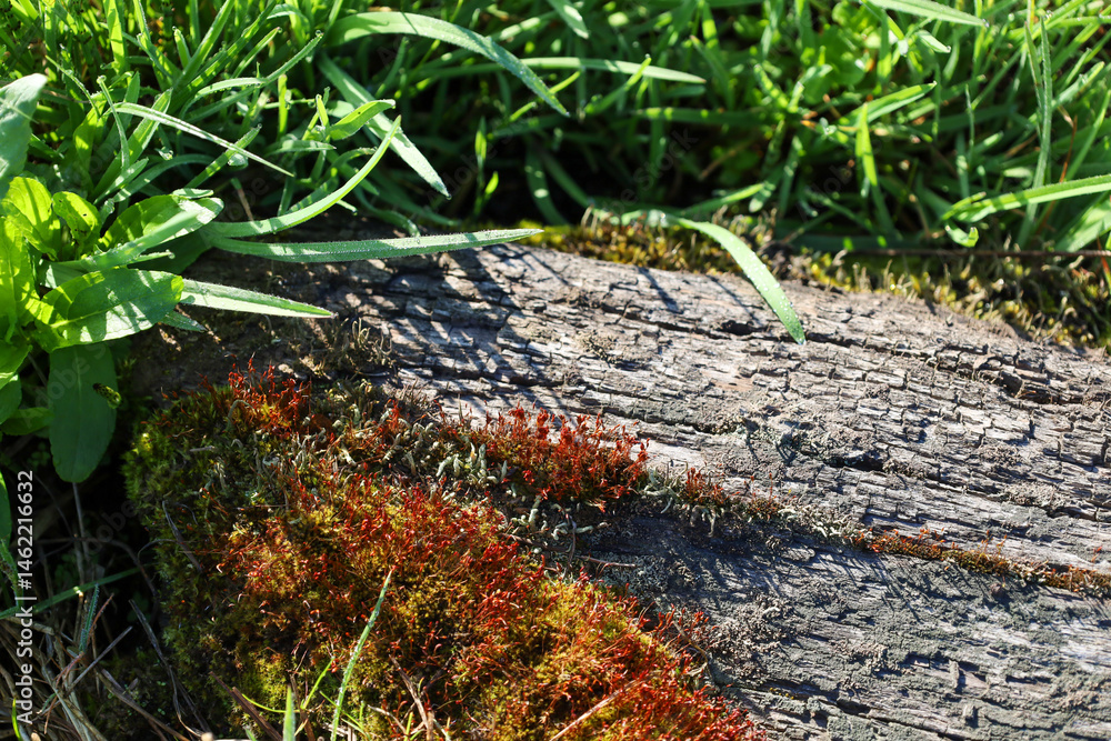 Fototapeta premium Colorful moss has grown on an old wooden log, next to green grass. Natural texture of wood, moss, and grass in sunlight.