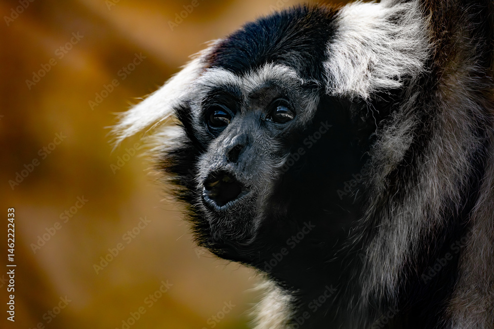 Obraz premium Monkey face