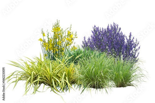 Obraz na plátně Grasses bushes and small plants with colorful flowers, cut out
