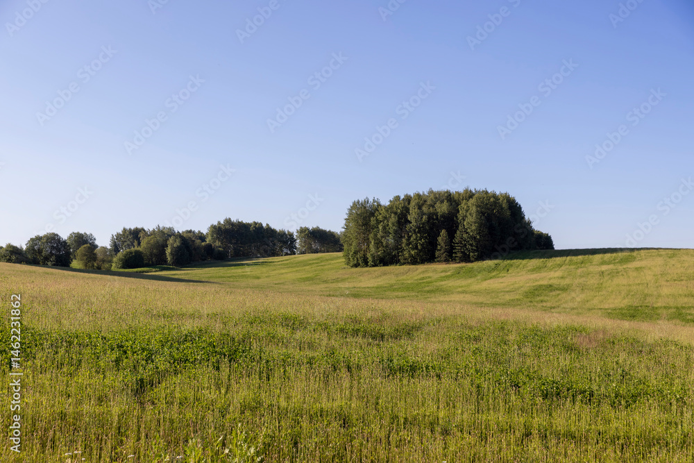Obraz premium a field with green grass, forest and blue sky in the summer season, landscape photography
