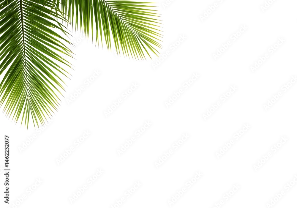 Fototapeta premium A close up view of two vibrant green palm fronds against a stark white background in the upper left corner