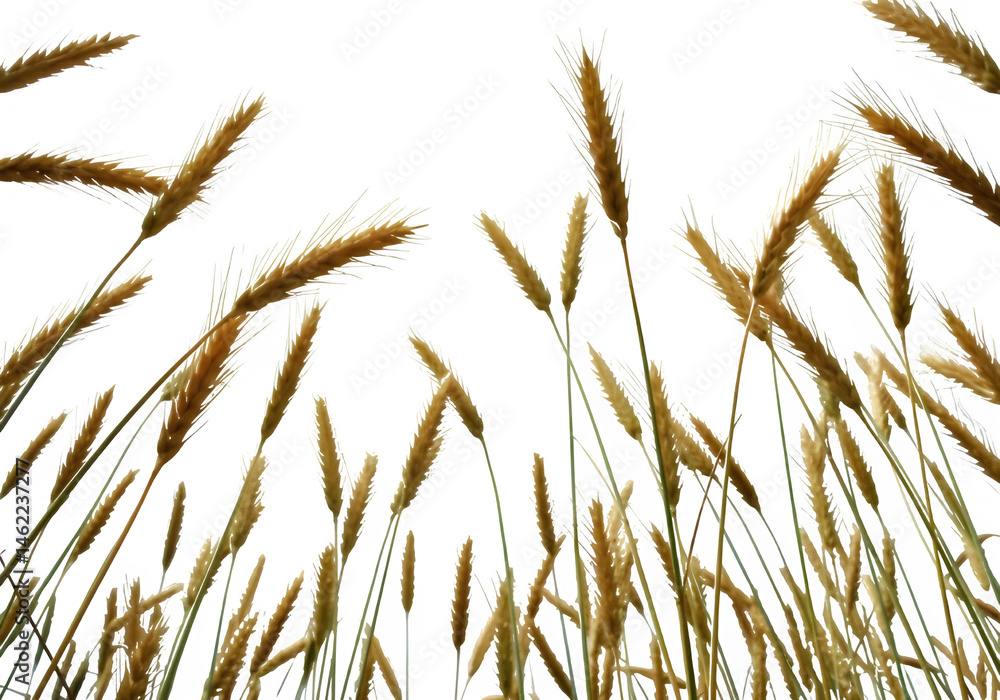 Fototapeta Golden wheat stalks sway gently in the breeze, creating a serene and peaceful scene.