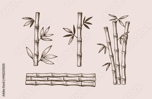 Set of bamboo engraving style logo design illustration