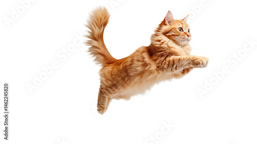Ginger cat is jumping with its tail up against a solid black background, looking focused to the side.