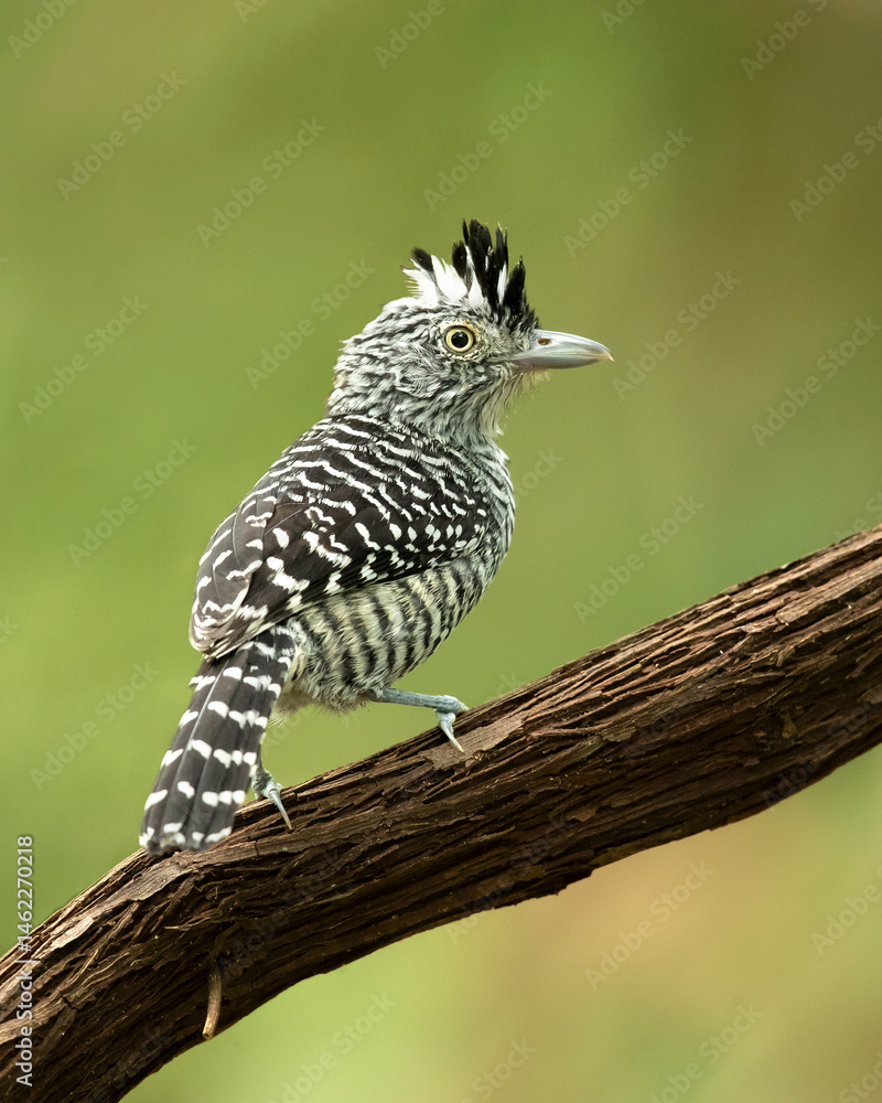 Fototapeta premium Barred antshrike (Thamnophilus doliatus) is a passerine bird in subfamily Thamnophilinae of family Thamnophilidae