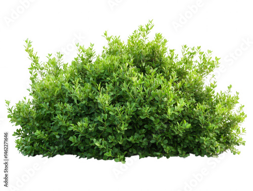 Green leafy bush plant isolated on transparent background