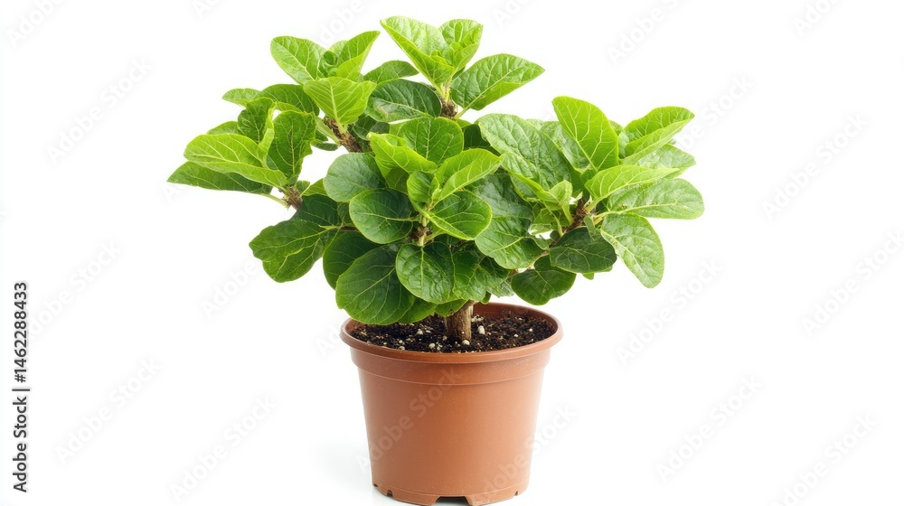 Obraz premium Green Indoor Plant in Brown Pot for Home or Office Decoration