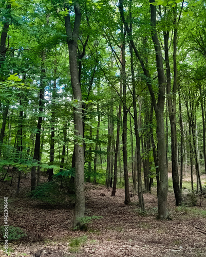 Obraz na płótnie Forest landascape in northern Poland. w salonie