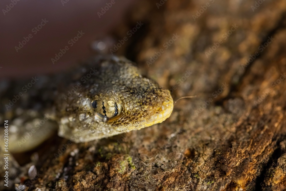 Fototapeta premium Gecko closeup