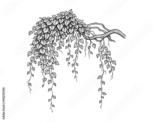 Lush hanging vines for decoration natural and organic look