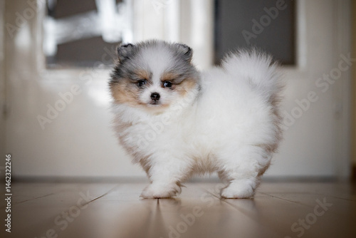 Small fluffy puppy exploring a room with wooden flooring in bright natural light during the day