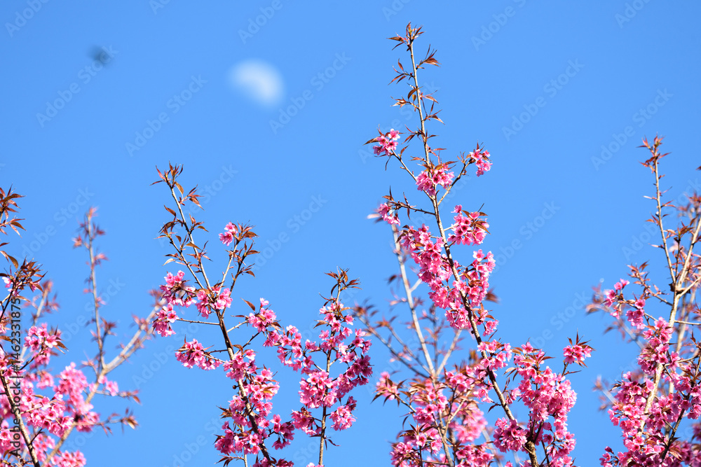 Thailand Sakura pink flower : Full pink cherry blossom on spring in the morning at Chiang Mai province, north of Thailand. Thailand Sakura pink flower : Full pink cherry blossom on spring in the morning at Chiang Mai province, north of Thailand.