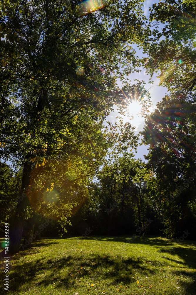 Naklejka premium tall maple trees in sunny weather in the park or forest, green grass with sunlight