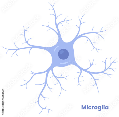 Vector illustration of microglia cells in the brain, showcasing their role in neuron support. Neuroglia	
