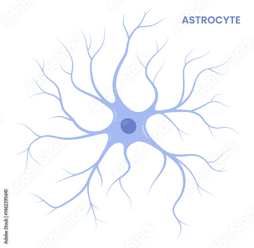 Vector illustration of an astrocyte, a type of glial cell in the brain. Neuroglia	
