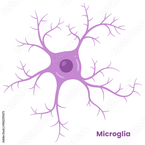 Vector illustration of microglia , showcasing their role in neuron support. Neuroglia cell