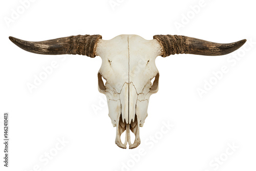 A weathered bull skull with aged horns, isolated on transparent background 