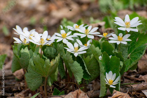 Photography Bloodroot plants