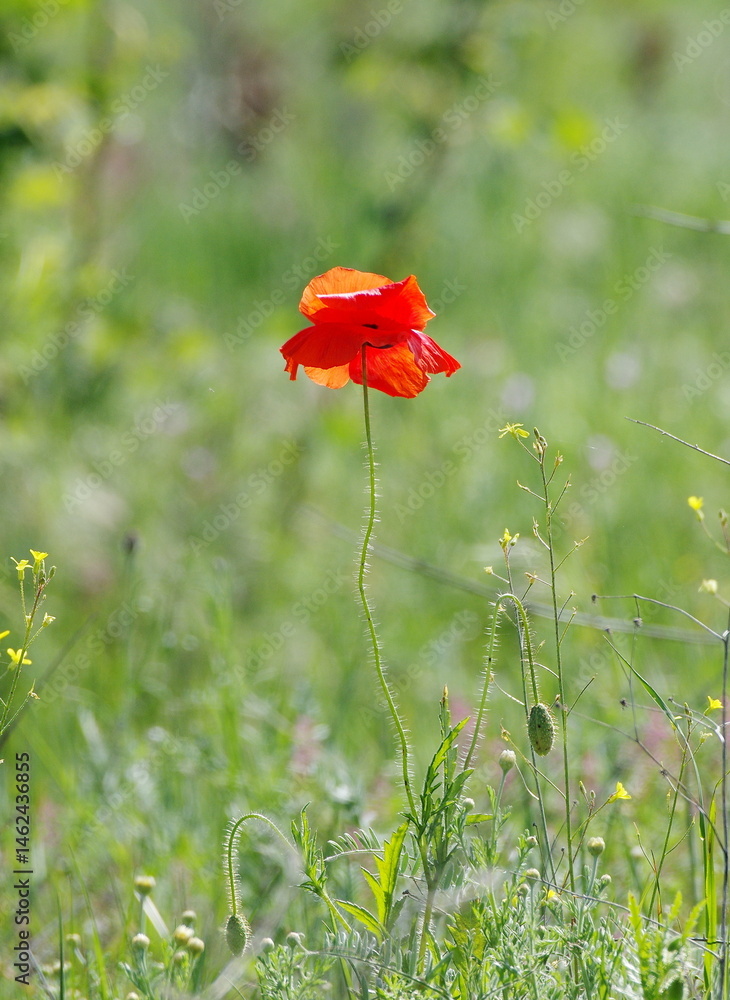 Fototapeta premium red poppy in the field