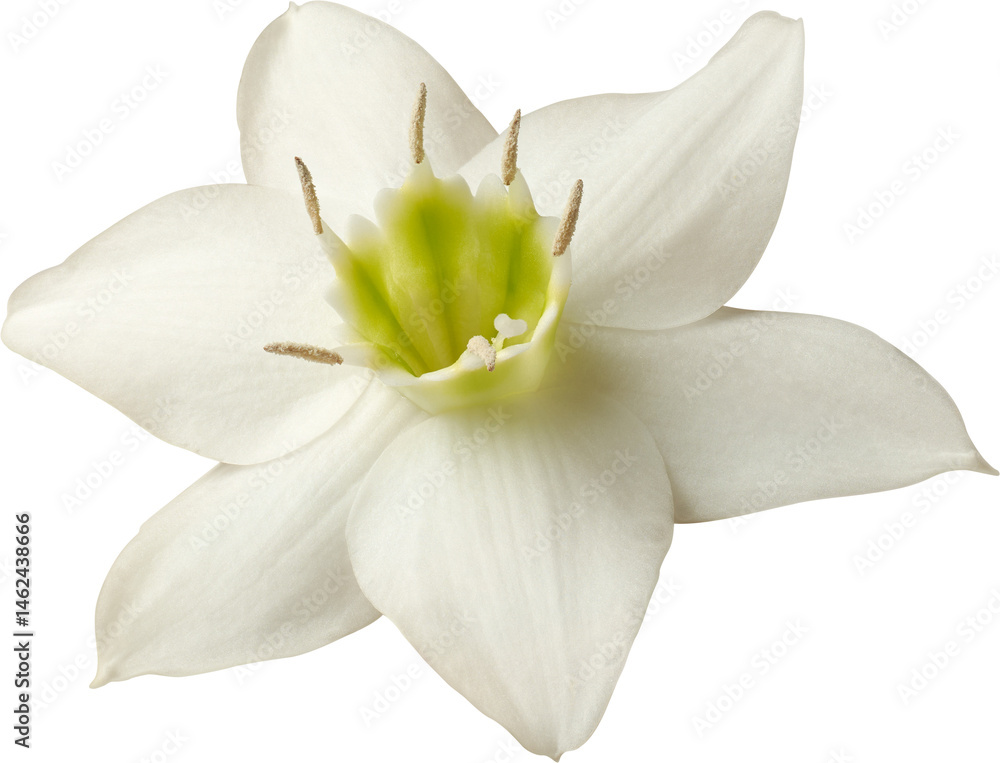 Obraz premium close-up of amazon lily flower isolated white background, tropical ornamental plant blossom native to amazon rainforest, white petals with green color center 