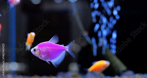 Canvas Print Vibrant purple fish gliding through aquarium, gracefully swimming among smaller