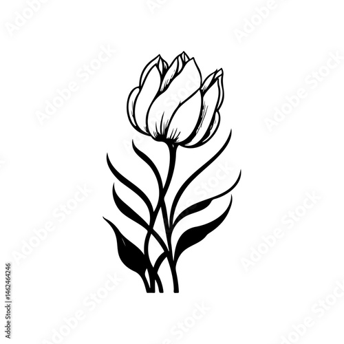 Elegant monochrome floral rendering presenting delicate tulip flower illustration