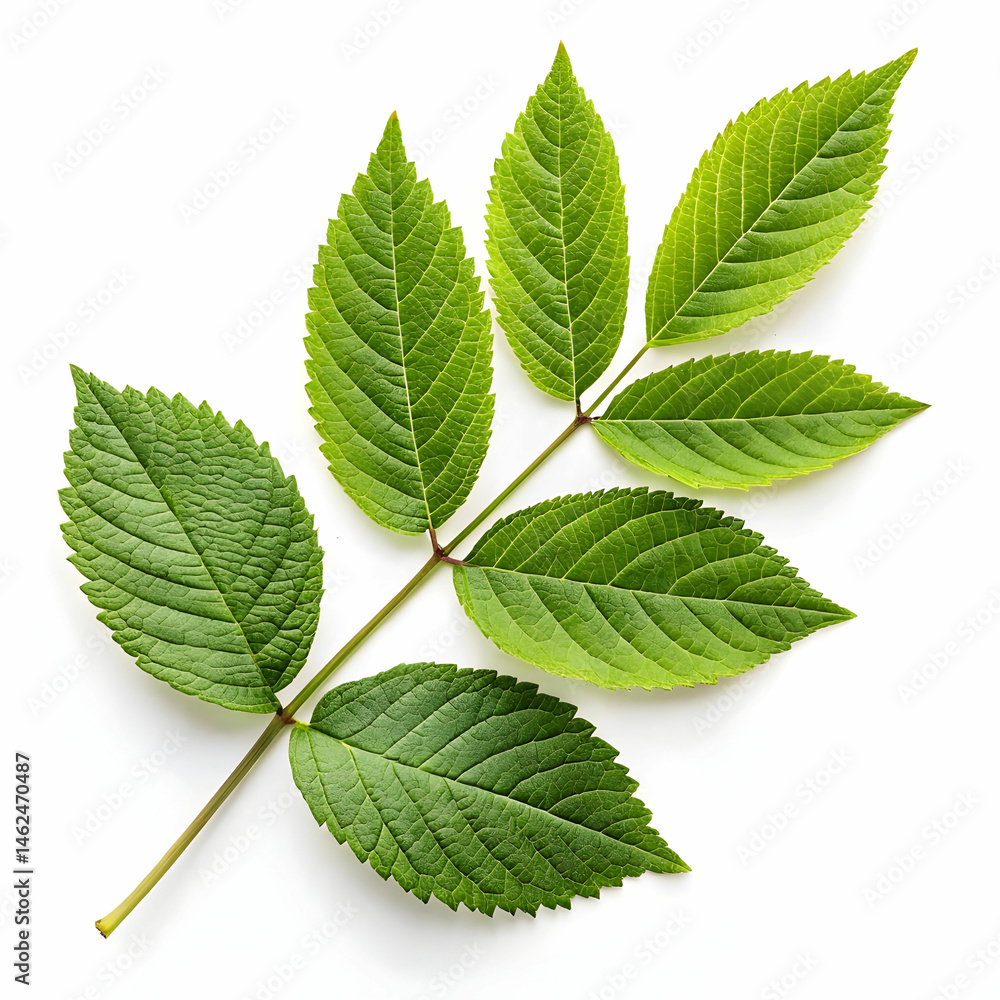 Fototapeta premium Green leaves