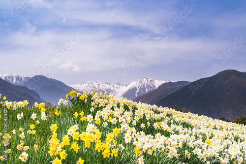 水仙と中央アルプス