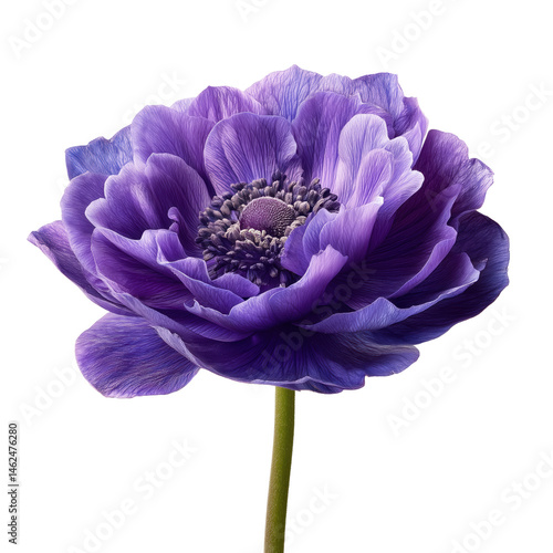 Stunning Purple Anemones: A Vibrant Floral Display , isolated on white background png