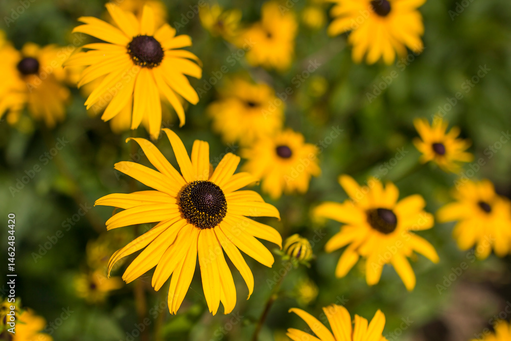 Rudbeckia fulgida or Goldsturm in full bloom in the garden.