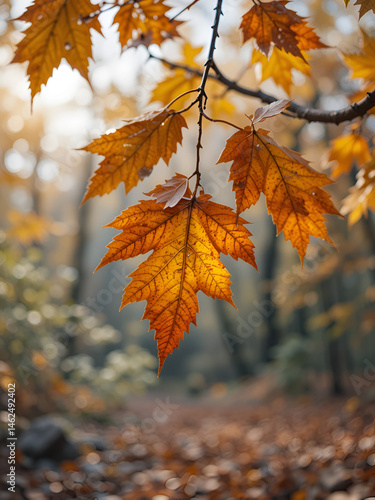 falls leafs