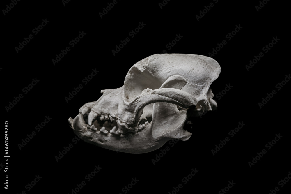 Anatomy and biology. Boxer - dog Skull. Boxer dog breed. Anatomy and biology. Boxer - dog Skull. Boxer dog breed.