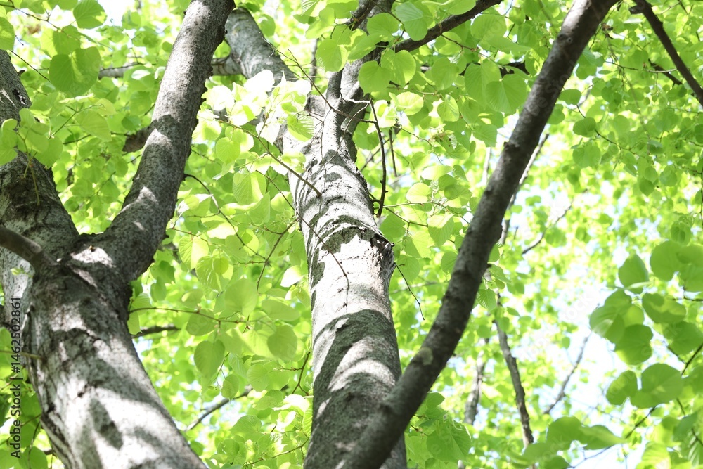 Fototapeta premium Beautiful tree crown with green leaves as background, low angle view