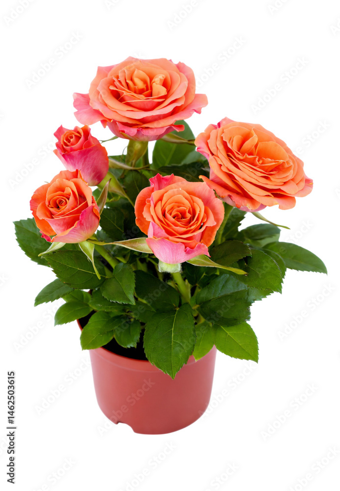 Roses in a potted plant showcasing vibrant orange and pink blooms in a natural setting during daylight