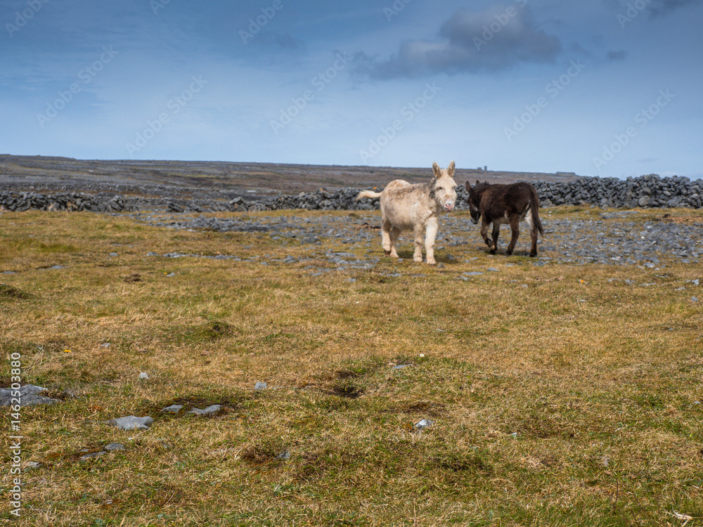 Grey and brown donkey standing on a field with brown dry grass, Traditional stone fences and blue cloudy in the background. Nature scene of Aran islands, county Galway, Ireland. Travel and tourism.