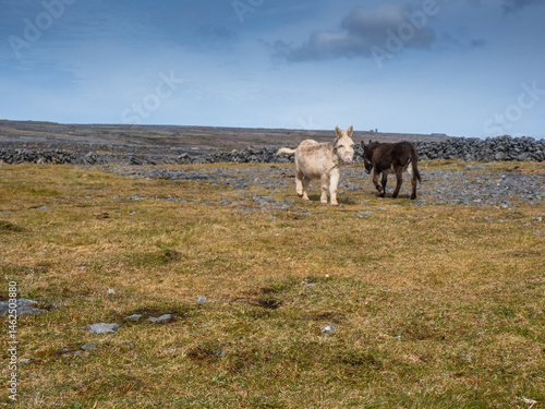 Obraz na płótnie Grey and brown donkey standing on a field with brown dry grass, Traditional stone fences and blue cloudy in the background. Nature scene of Aran islands, county Galway, Ireland. Travel and tourism. w salonie