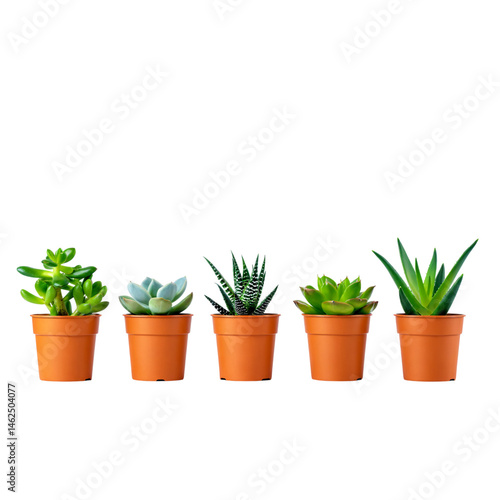 Beautiful collection of succulent plants in orange pots arranged evenly on a transparent background