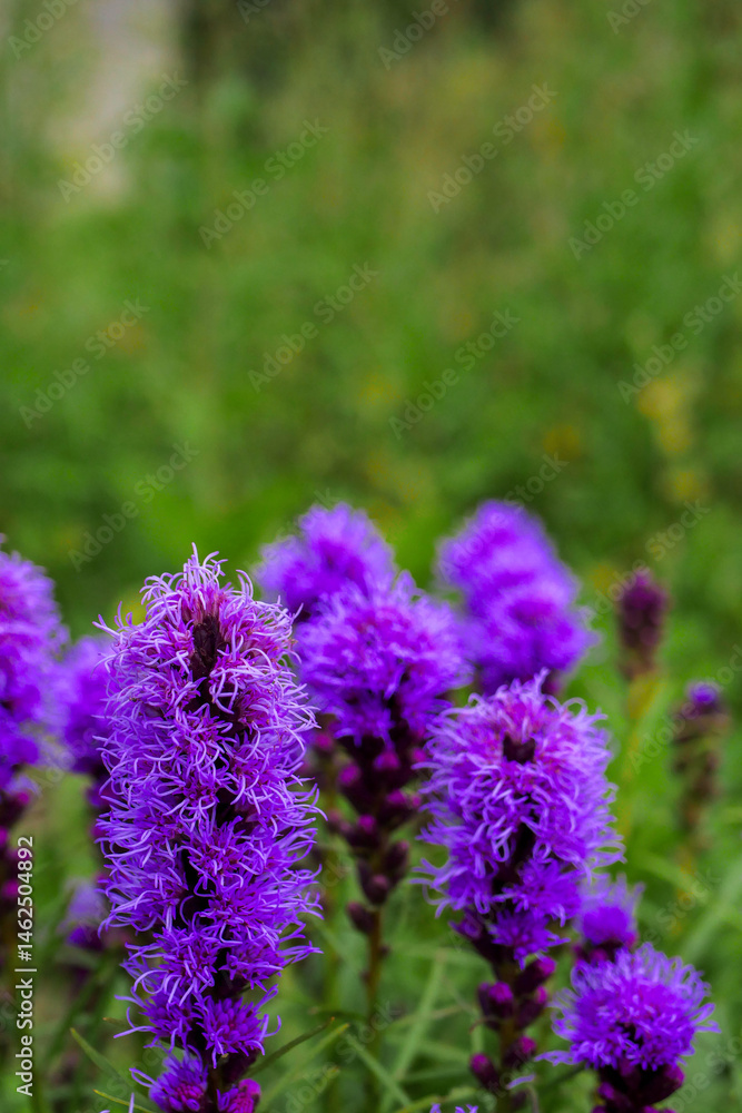A bunch of purple flowers with green leaves. The flowers are in a field and are very pretty. Colors and shapes of nature concept. Summer bloom time.