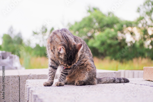 Tabby cat sitting on a concrete block and cleaning himself after tasty meal. Self hygiene. Country side out of focus in the background. Pet living free in a rural area or farm concept.