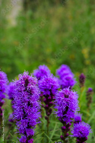 Obraz na płótnie A bunch of purple flowers with green leaves. The flowers are in a field and are very pretty. Colors and shapes of nature concept. Summer bloom time. w salonie