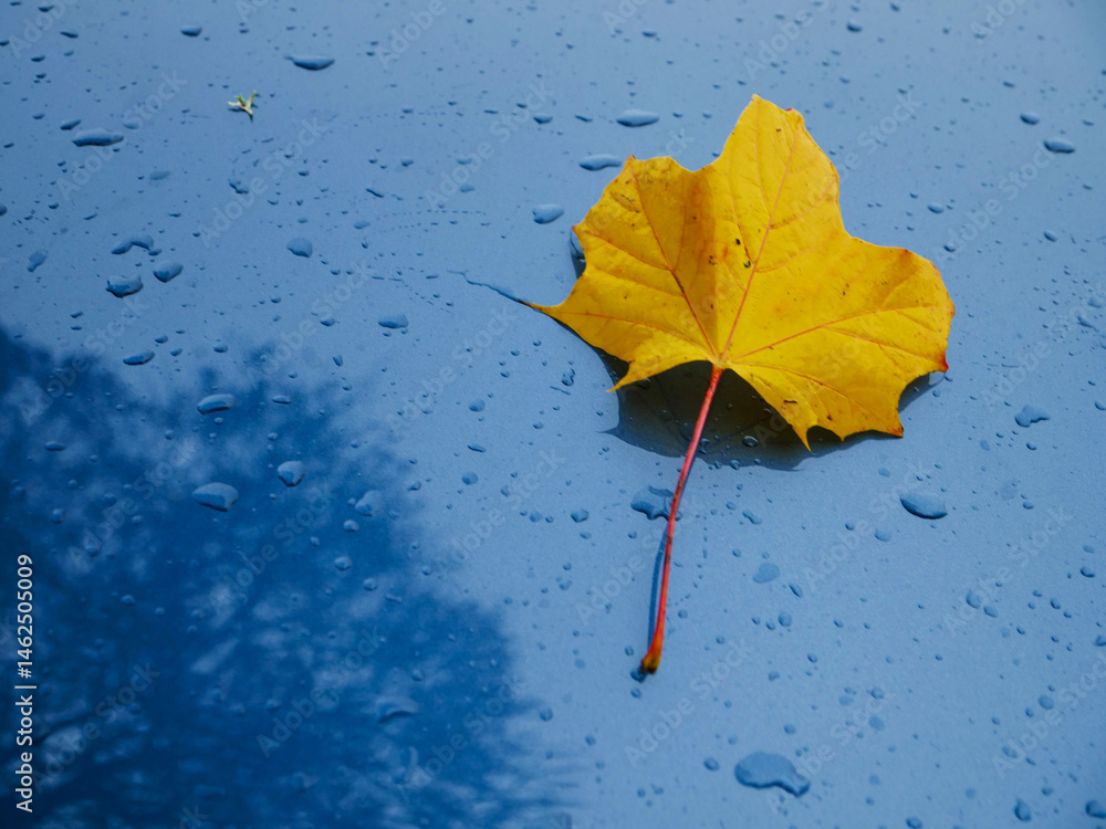 Yellow fallen leaf on blue car surface and dark tree reflection. Autumn fall season. Complimentary color scheme